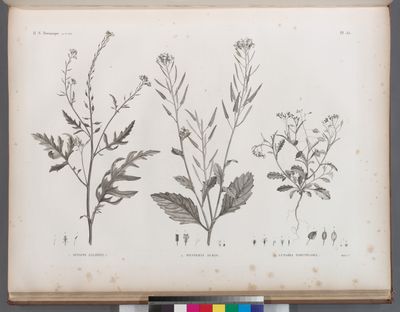 Botanique. 1. Sinapis allionii; 2. Hesperis acris; 3. Lunaria parviflora.