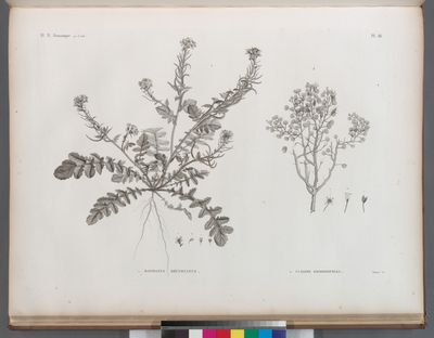 Botanique. 1. Raphanus recurvatus; 2. Cleome droserifolia.