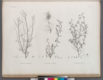 Botanique. 1. Spartium thebaicum; 2.2'. Indigofera paucifolia; 3. Psoralea plicata.