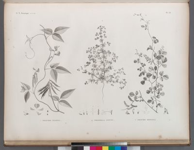 Botanique. 1. Dolichos nilotica; 2. Trigonella anguina; 3. Dolichos memnonia.