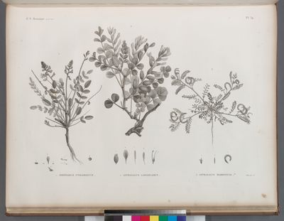 Botanique. 1. Hedysarum ptolemaicum; 2. Astragalus longiflorus; 3. Astragalus mareoticus.