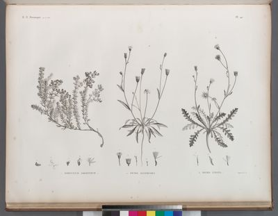 Botanique. 1. Dorycnium argenteum; 2. Picris sulphurea; 3. Picrus lyrata.