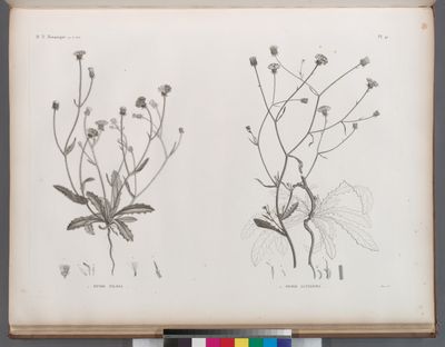 Botanique. 1. Picris pilosa; 2. Picris altissima.