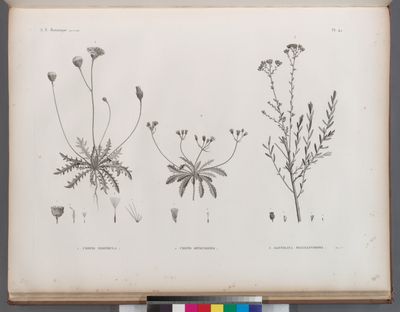 Botanique. 1. Crepis hispidula; 2. Crepis senecioides; 3. Santolina fragrantissima.