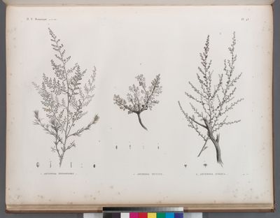 Botanique. 1. Artemisia monosperma; 2. Artemisia inculta; 3. Artemisia judaica.