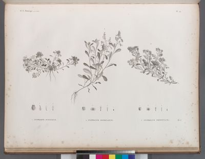 Botanique. 1. Gnaphalium pulvinatum; 2. Gnaphalium spathulatum; 3. Gnaphalium crispatulum.