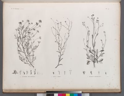 Botanique. 1. Anthemis melampodina; 2. Inula crispa; 3. Senecio belbeysius.