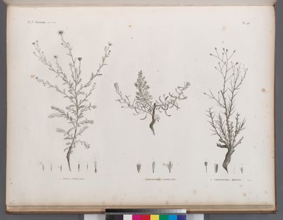 Botanique. 1. Inula undulata; 2. Chrysocoma candicans; 3. Chrysocoma spinosa.