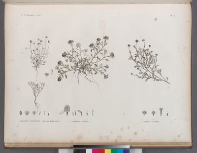 Botanique. 1. Balsamita tridentata; 2. Filago mareotica; 3. Anthemis indurata; 4. Cotula cinerea.