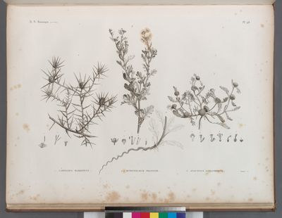 Botanique. 1. Carthamus mareoticus; 2.2'. Buphthalmum pratense; 3. Anacyclus alexandrinus.