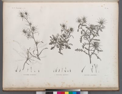 Botanique. 1. Centaurea pallescens; 2. Centaurea ægyptiaca; 3. Centaurea alexandrina.