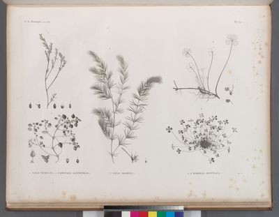Botanique. 1. Nayas muricata; 2. Parietaria alsinefolia; 3. Nayas graminea; 4.4'. Marsilea ægyptiaca.