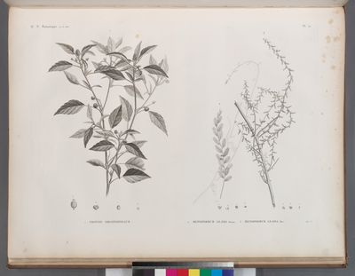 Botanique. 1. Croton oblongifolium; 2. Menispermum leæba, femina; 3. Menispermum leæba, masc.