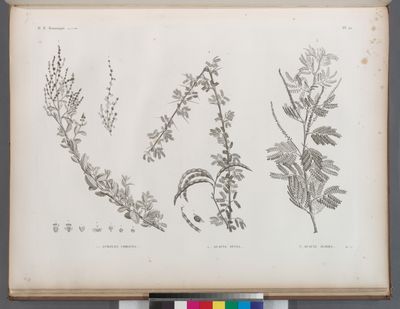 Botanique. 1.1'. Atriplex coriacea; 2. Acacia seyal; 3. Acacia albida.