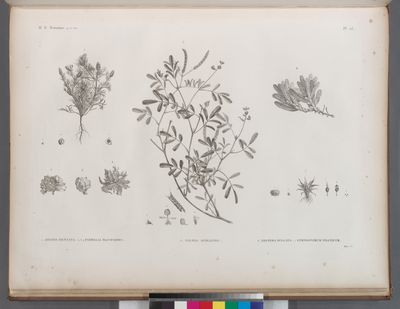 Botanique. 1. Adonis dentata; 2-4. Parmelia maciformis; 5. Galega apollinea; 6. Zostera bullata; 7. Gymnostomum niloticum.