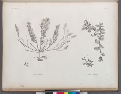 Botanique. 1. Fucus trinodis; 2.2'. Fucus latifolius.