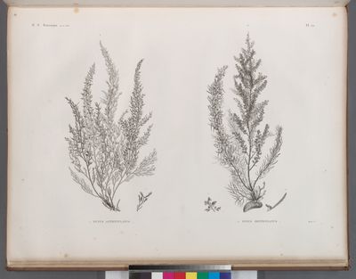 Botanique. 1. Fucus antennulatus; 2. Fucus denticulatus.