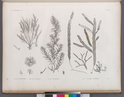 Botanique. 1. Fucus nayadiformis; 2. Dictyota implexa; 3. Fucus tetragonus; 4-7. Caulerpa prolifera.