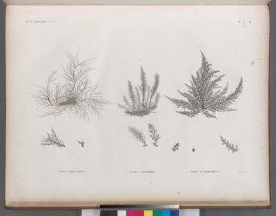 Botanique. 1. Fucus spinulosus; 2. Fucus taxiformis; 3. Fucus cyanospermus.