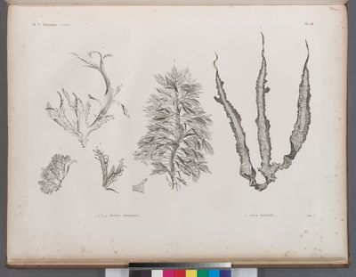 Botanique. 1-4. Fucus proteus; 5. Ulva fasciata.