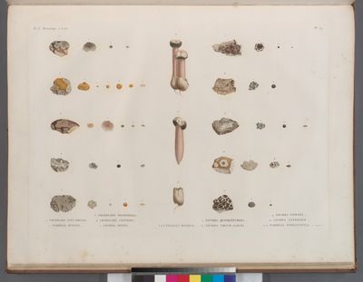 Botanique. 1. Urceolaria sub-cærulea; 2. Parmelia miniata; 3. Urceolaria rhizophora; 4. Urceolaria conferta; 5. Lecidea minima; 6.6'.6''. Phallus roseus; 7. Lecidea quinquetubera; 8. Lecidea circum-albata; 9. Lecidea vetusta; 10. Lecidea canescens; 11.11'. Parmela pinguiuscula.
