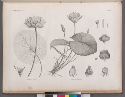 Botanique. 1. Nymphæa lotus; 2. Nymphæa cærulea.