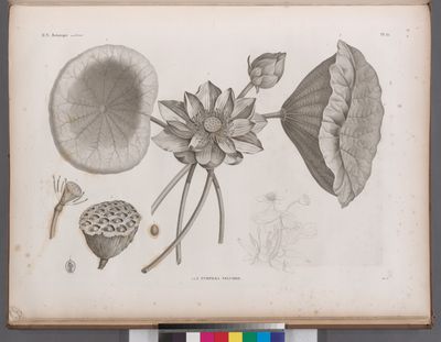 Botanique. 1-3. Nymphæa nelumbo.