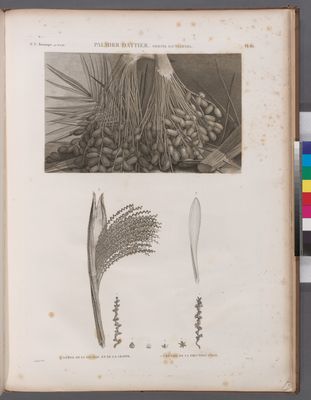 Botanique. Palmier dattier (Phoenix dactylifera). 1. Détail de la feuille et de la grappe; 2.3. Détail de la fructification.