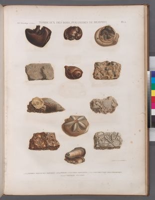 Minéralogie. Tombeaux des Rois, Pyramides de Memphis. 1-4. Pierres siliceuses figurées; 5.6.8.9. Pierres calcaires employées à la construction des pyramides; 7.10-12. Coquilles fossiles.