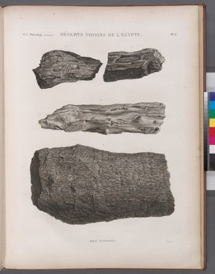 Minéralogie. Déserts voisins de l'Égypte. Bois petrifiés.