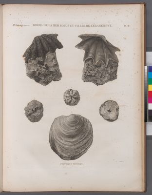 Minéralogie. Bords de la Mer Rouge et Vallée de l'Égarement. Coquilles fossiles.