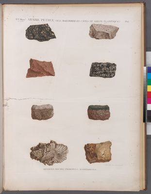 Minéralogie. Arabie Pétrée (Râs Mahammed et côtes du Golfe Élanitique). Diverses roches primitives; Madréporites.