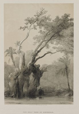Egypt and Nubia, Volume III: The Holy Tree of Metereah